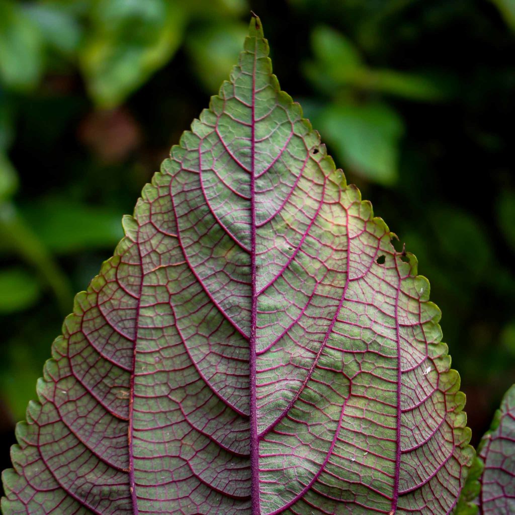 Hawaiian Mamaki Leaf